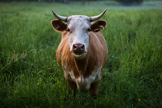 kráva